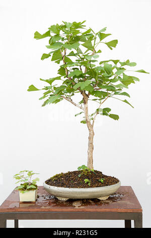 Le Ginkgo biloba bonsai bonsaï sur une table en bois et fond blanc Banque D'Images