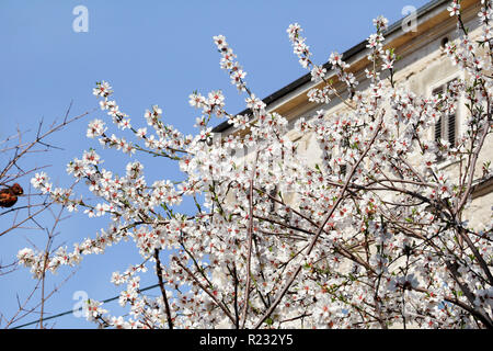 Fleur de cerisier blanc et du bâtiment en arrière-plan la floraison des arbres fruitiers // abricot fleurs contre le ciel bleu / fleurs d'Amande / printemps et d'été. Banque D'Images