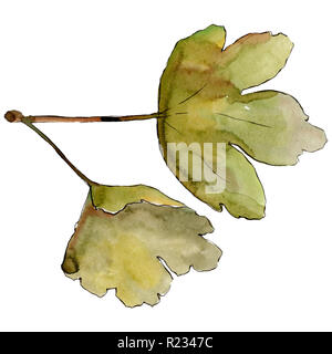 Illustration des feuilles isolées de groseille élément. Feuille verte. Contexte aquarelle illustration set. Banque D'Images