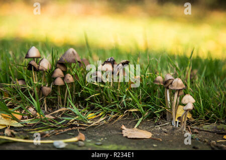 De plus en plus petits faire revenir les champignons dans le jardin entre les herbes par un beau jour d'été avec l'herbe verte sur la photo Banque D'Images