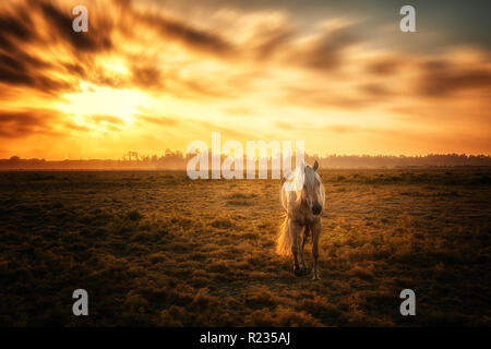 Un cheval fait courir à l'appareil photo avec le coucher du soleil en arrière-plan. Banque D'Images