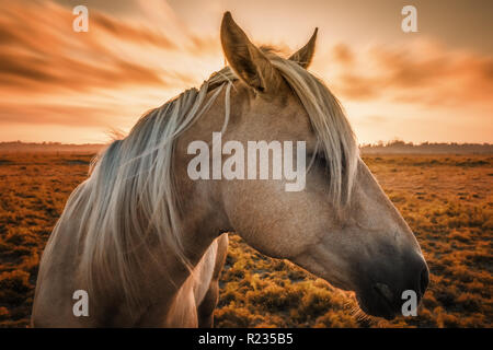 Un cheval fait courir à l'appareil photo avec le coucher du soleil en arrière-plan. Banque D'Images