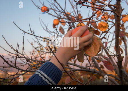 Sur une branche du plaqueminier persimmon tree. Saison d'automne. Banque D'Images