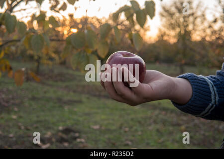 Tenant une pomme rouge, fraîchement cueillis dans un verger. Banque D'Images