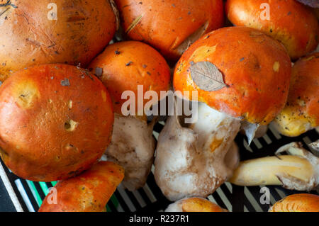 L'Italie, de champignons, de marché, jeune Amanita Caesars Banque D'Images