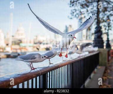 Le vol de goélands sur la Southbank à Londres. Banque D'Images