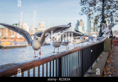 Le vol de goélands sur la Southbank à Londres. Banque D'Images