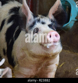 Cochon noir et blanc in barn Banque D'Images