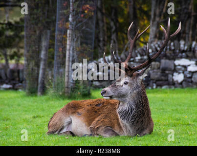 Red Deer stag, Marchin, Ecosse Banque D'Images