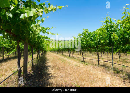 Les vignes, la Vallée de Barossa, Australie-Méridionale Banque D'Images
