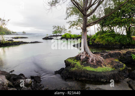 À l'entrée paisible plage hawaïenne à Hilo, Hawaii. Arbre debout sur protrucing rock ; d'affleurements rocheux et de la végétation en arrière-plan. Banque D'Images