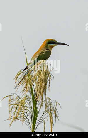 Blue-tailed Bee-eater Merops philippinus philippinus, au Kerala Waters Banque D'Images