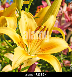 Fleur jaune sur le parterre de lys rose et jaune avec Banque D'Images