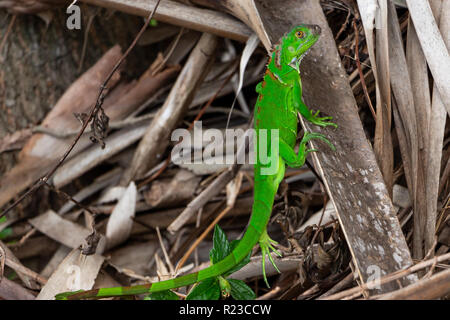 Juvenile iguane vert (Iguana iguana) - Topeekeegee Yugnee (TY) Park, Hollywood, Floride, USA Banque D'Images