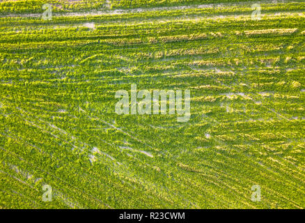 Drone Photo du champ fraîchement tondu sur le début du printemps coloré en journée Village Campagne - Vue du haut vers le bas, la texture Banque D'Images