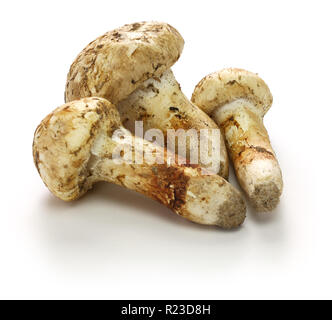 Champignons matsutake isolé sur fond blanc Banque D'Images