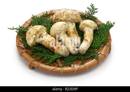 Champignons matsutake isolé sur fond blanc Banque D'Images