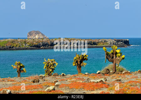 Cactus et d'arbres sur l'île South Plaza portulaca, parc national des Îles Galapagos, l'Équateur, l'île South Plaza Banque D'Images