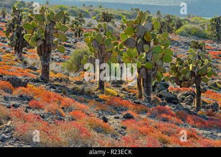 Cactus et d'arbres sur l'île South Plaza portulaca, parc national des Îles Galapagos, l'Équateur, l'île South Plaza Banque D'Images