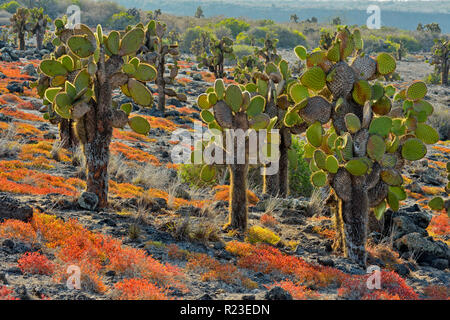 Cactus et d'arbres sur l'île South Plaza portulaca, parc national des Îles Galapagos, l'Équateur, l'île South Plaza Banque D'Images