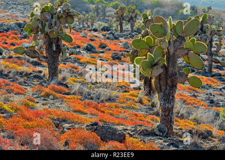 Cactus et d'arbres sur l'île South Plaza portulaca, parc national des Îles Galapagos, l'Équateur, l'île South Plaza Banque D'Images