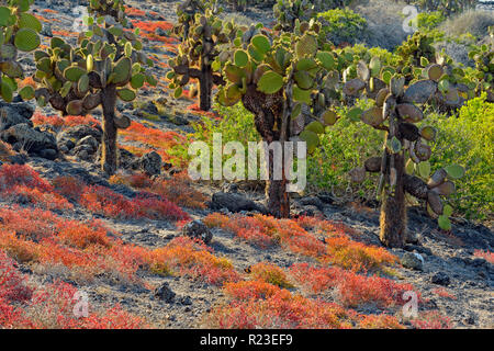 Cactus et d'arbres sur l'île South Plaza portulaca, parc national des Îles Galapagos, l'Équateur, l'île South Plaza Banque D'Images