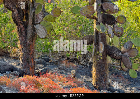 Cactus et d'arbres sur l'île South Plaza portulaca, parc national des Îles Galapagos, l'Équateur, l'île South Plaza Banque D'Images