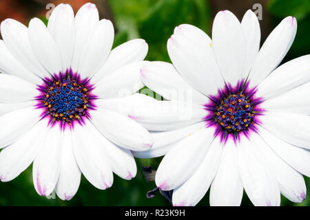Ostéospermum, Africains blancs fleur, également connu sous le nom de African daisy ou Daisybush Banque D'Images