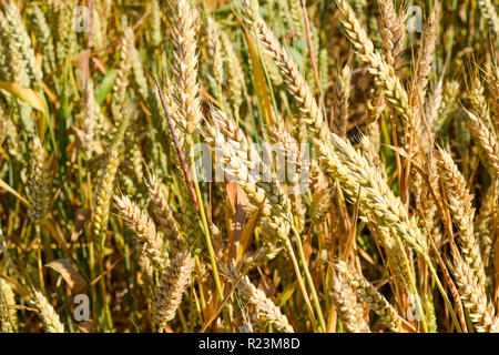 Domaine de riz dans les rizières Banque D'Images