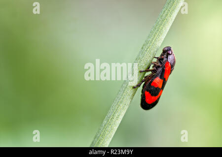 Une photographie d'un vrai bug connu comme un sur un Froghopper (Juncus) tige. Cette Froghopper est le rouge et noir Froghopper Cercopis vulnerata appelé. Banque D'Images