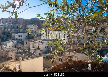 Belle vue panoramique de Sassi ou pierres de Matera, capitale européenne de la culture 2019, Basilicate, Italie avec olivier et olives dans un vase Banque D'Images