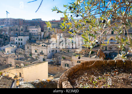 Belle vue panoramique de Sassi ou pierres de Matera, capitale européenne de la culture 2019, Basilicate, Italie avec olivier et olives dans un vase Banque D'Images