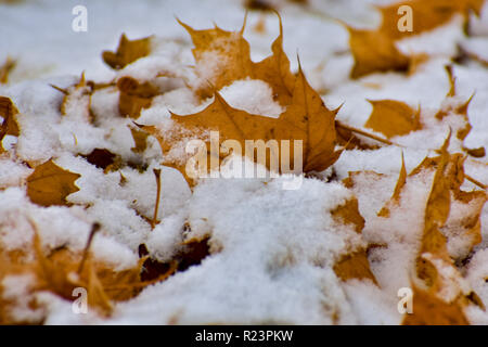 La neige a couvert des feuilles d'érable. Cela a été pris au cours de la première neige. Il a été constaté dans le Michigan. La météo était froide mes mains gelés. Mignon la neige. Banque D'Images