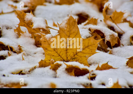 La neige a couvert des feuilles d'érable. Cela a été pris au cours de la première neige. Il a été constaté dans le Michigan. La météo était froide mes mains gelés. Mignon la neige. Banque D'Images