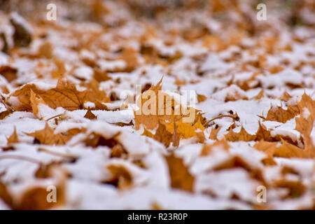 La neige a couvert des feuilles d'érable. Cela a été pris en novembre lors de la première tempête de neige ici. C'était une féerie d'hiver pacifique partout j'ai regardé. Banque D'Images