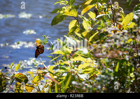 Papillon monarque sur un tournesol avec de l'eau dans l'arrière-plan pendant la saison d'automne Banque D'Images