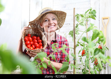 Smiling woman in potager, montrant l'osier panier plein de tomates cerises, concept de récolte Banque D'Images