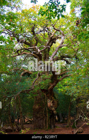 L'ancienne Gritnam Arbre de chêne avec une circonférence de 8 mètres au début de l'automne - Parc national New Forest, Hampshire, England, UK Banque D'Images