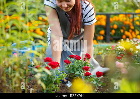 Photo de femme agronome roses plantation en jardin Banque D'Images