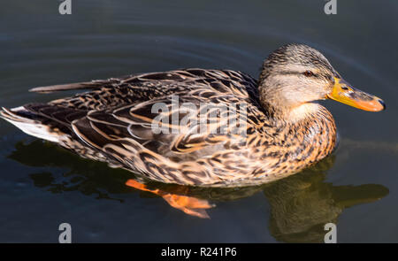 Canards Banque D'Images