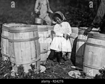 Lewis Hine (photographe). Marie Noël, près de 4 ans aux USA canneberges Picks Banque D'Images