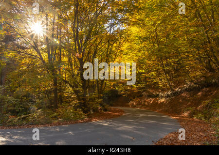 Rayons de soleil à travers les branches des arbres avec un feuillage d'automne doré qui serpente entre une route de montagne parsemée de feuilles sèches. Litochoro. Grèce Banque D'Images