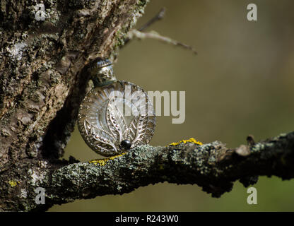 Ancien flacon de parfum en argent filigrane sur un arbre - scène d'automne du jardin avec l'Antiquité européenne Banque D'Images