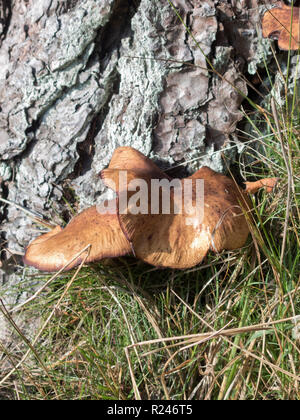 Support bouleau fructifications de champignons ( Piptoporus betulinus ) sur un tronc d'arbre bouleau argenté Banque D'Images