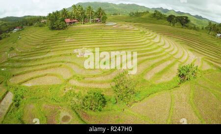 Les champs de riz des Philippines. L'île de Bohol. Filipino village avec des maisons. Banque D'Images