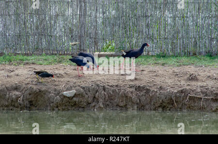 Trois suivi d'un swamphens purple Gallinule poule-d'eau Banque D'Images