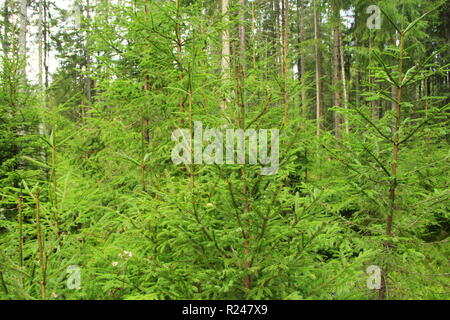La forêt verte sauvage avec des sapins dans la taïga. Forêt dense. Bois de conifères Banque D'Images