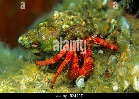 L'ermite, Big Red Reef hermit ermite ou méditerranéen (Dardanus arrosor), Kas Lycie, région, Turquie Banque D'Images