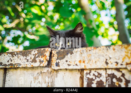 Beau chat noir avec des yeux verts accrocheur allongé sur le vieux mur et regarder directement dans l'appareil photo Banque D'Images