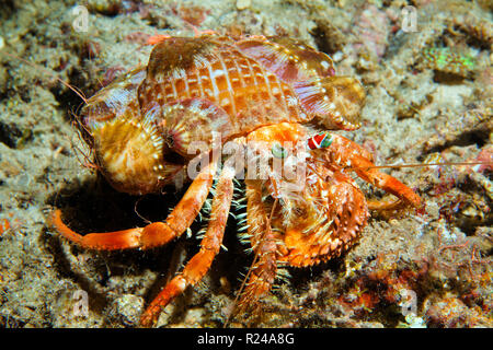 L'ermite de l'anémone (Dardanus pedunculatus) avec l'anémone Calliactis parasitica (parasites) sur sa coquille, Sulawesi, Indonésie Banque D'Images